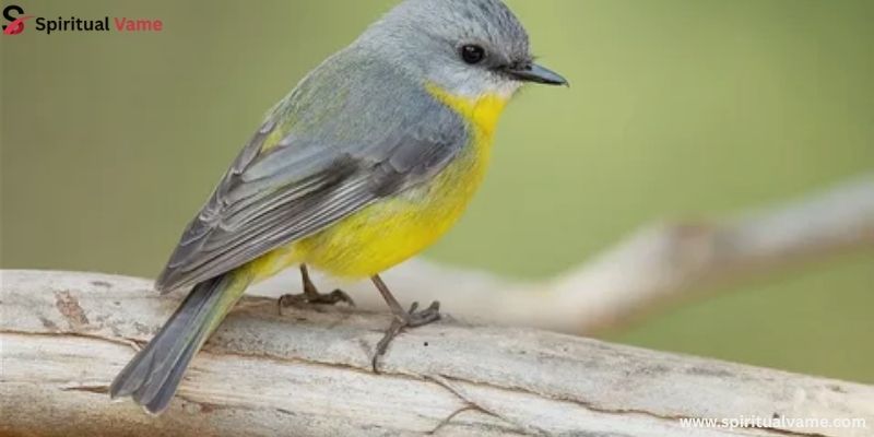 Birds in Various Mythologies
