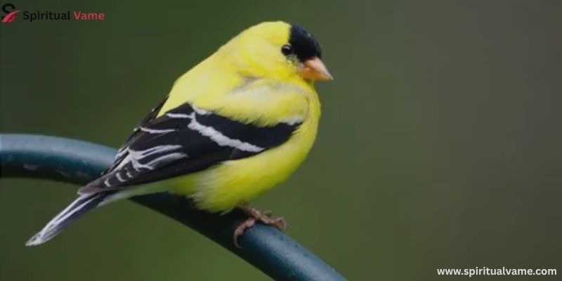 Offer Preferred Seeds for Goldfinches
