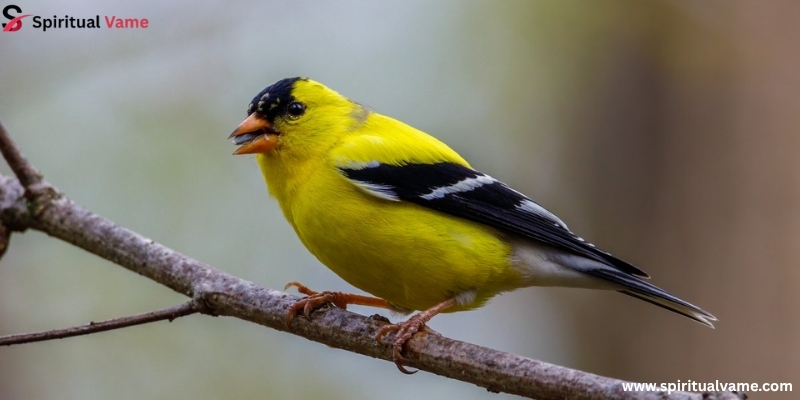 Plant Seed-Producing Flowers to Attract Goldfinches
