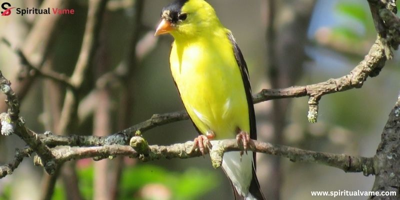 Be Patient and Consistent When Attracting Goldfinches