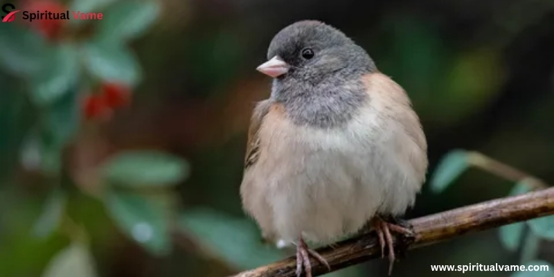 Juncos and Their Subspecies