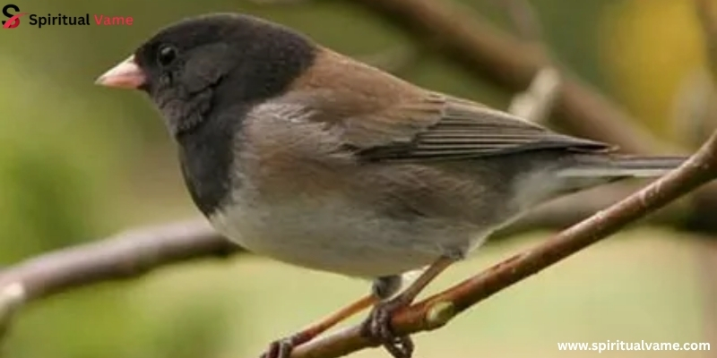 Safe, Secure Shelter (and Nesting Sites)