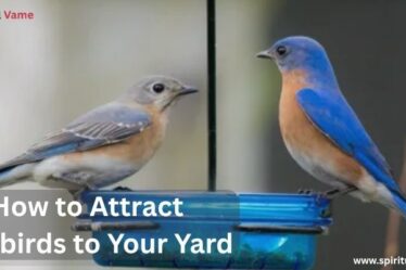 How to Attract Bluebirds to Your Yard