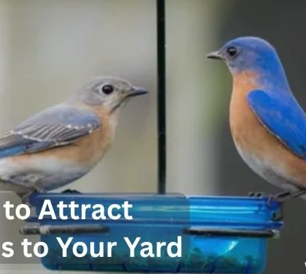 How to Attract Bluebirds to Your Yard