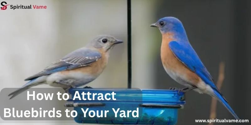 How to Attract Bluebirds to Your Yard