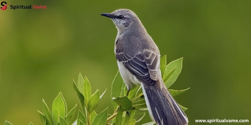 Bird Poop as a Sign of Good Luck