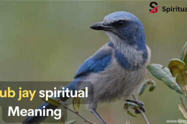 Scrub Jay Spiritual Meaning