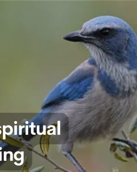 Scrub Jay Spiritual Meaning
