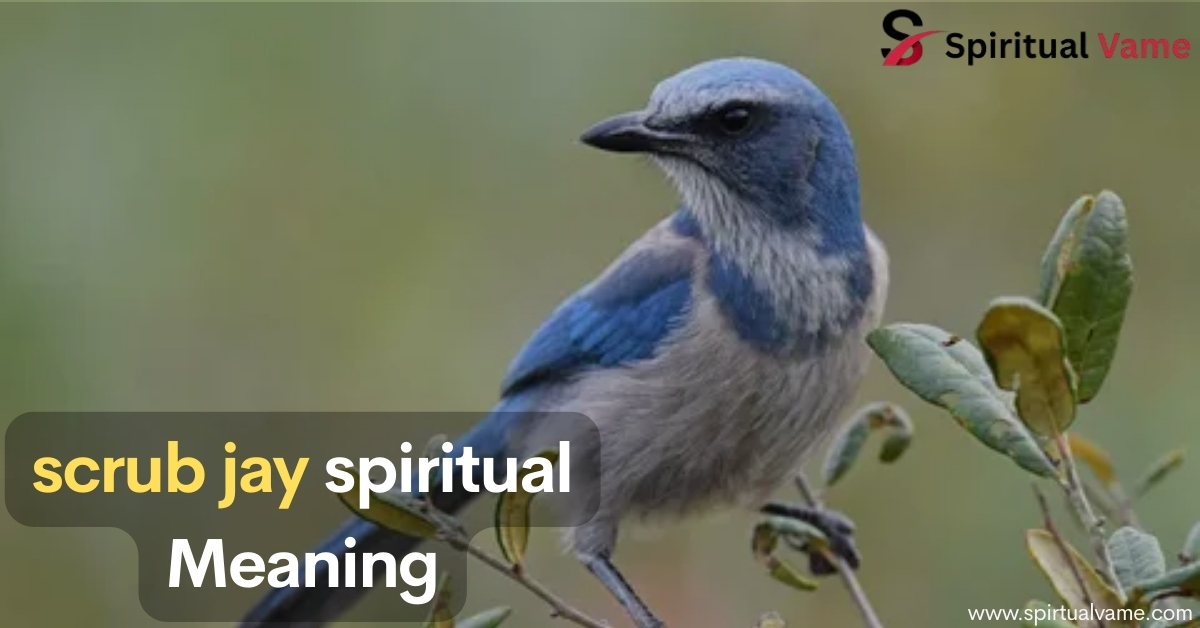 Scrub Jay Spiritual Meaning