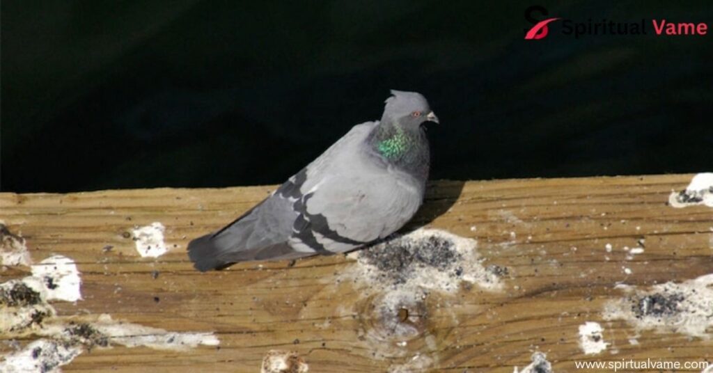 How to Get Rid of Pigeons | Effective Humane Solutions
