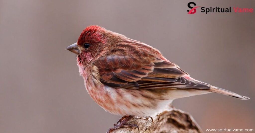 Spiritual Meanings of Brown Birds 