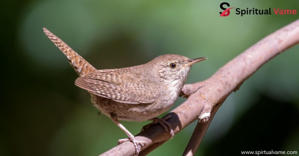 Spiritual Meanings of Brown Birds 