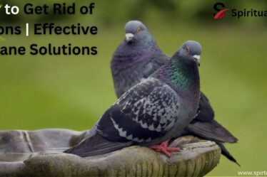 How to Get Rid of Pigeons | Effective Humane Solutions