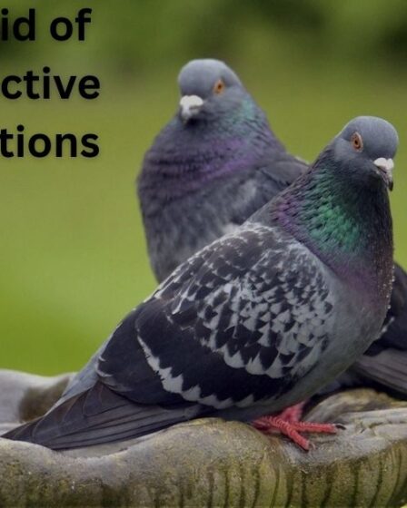 How to Get Rid of Pigeons | Effective Humane Solutions