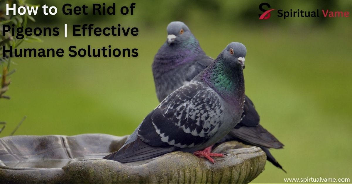 How to Get Rid of Pigeons | Effective Humane Solutions