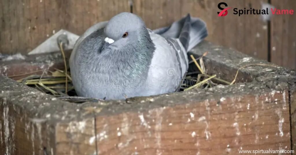 How to Get Rid of Pigeons | Effective Humane Solutions
