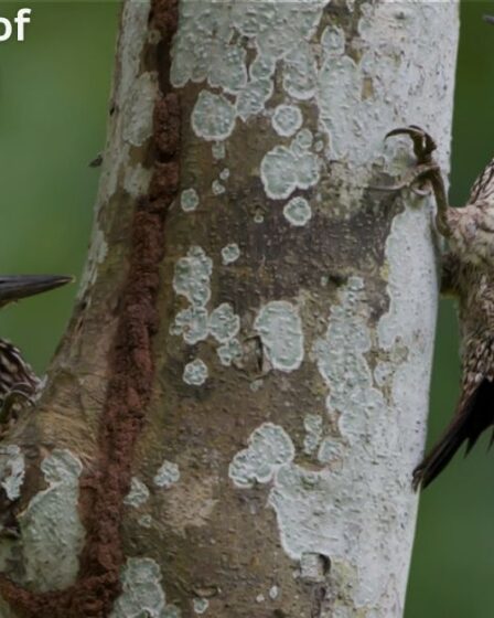How to Get Rid of Woodpeckers | Complete Homeowners Guide