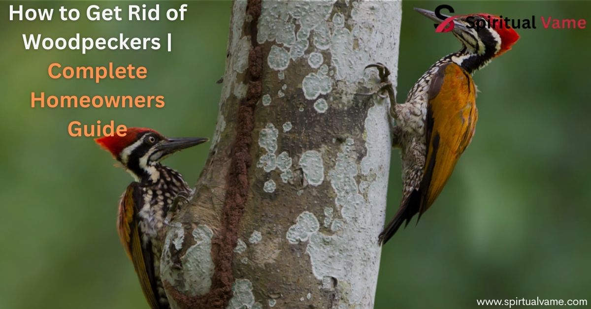 How to Get Rid of Woodpeckers | Complete Homeowners Guide