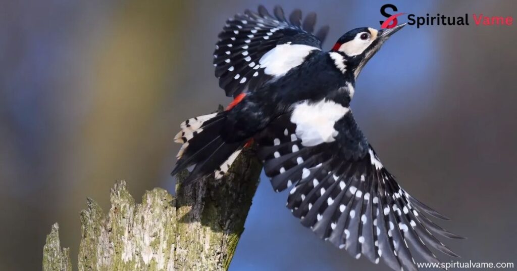 How to Get Rid of Woodpeckers | Complete Homeowners Guide
