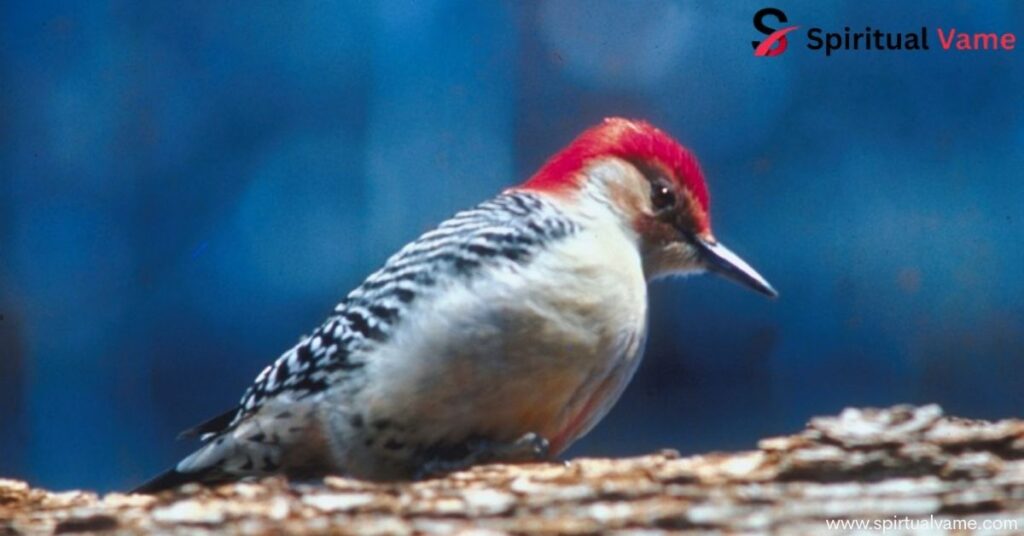 How to Get Rid of Woodpeckers | Complete Homeowners Guide

