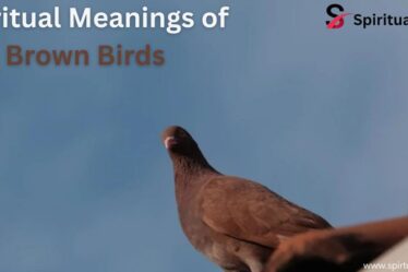 Spiritual Meanings of Brown Birds