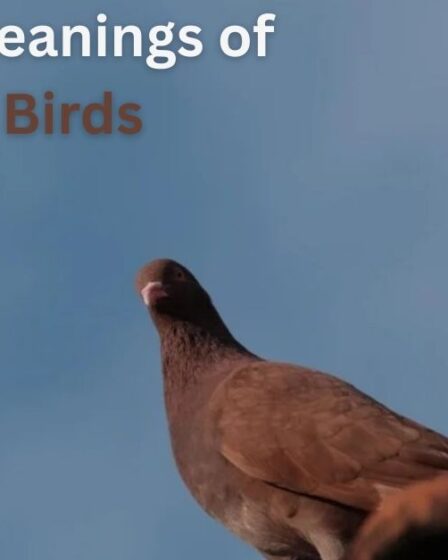 Spiritual Meanings of Brown Birds