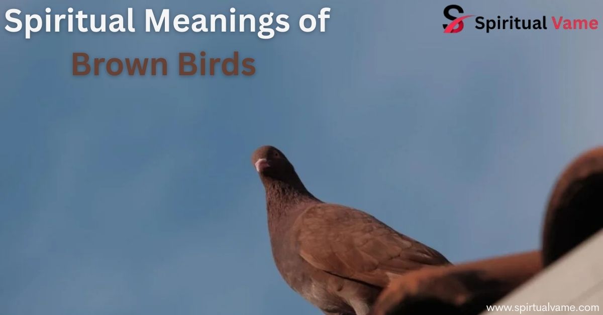 Spiritual Meanings of Brown Birds
