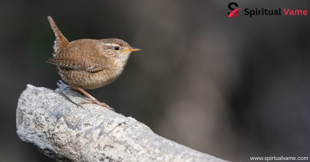 Spiritual Meanings of Brown Birds 