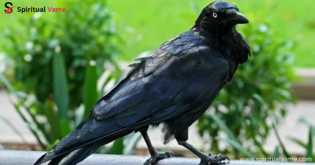 Spiritual Connection To Ravens