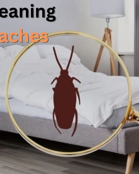 Spiritual Meaning of Cockroaches