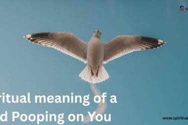 Spiritual meaning of a Bird Pooping on You