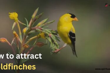 How to attract goldfinches