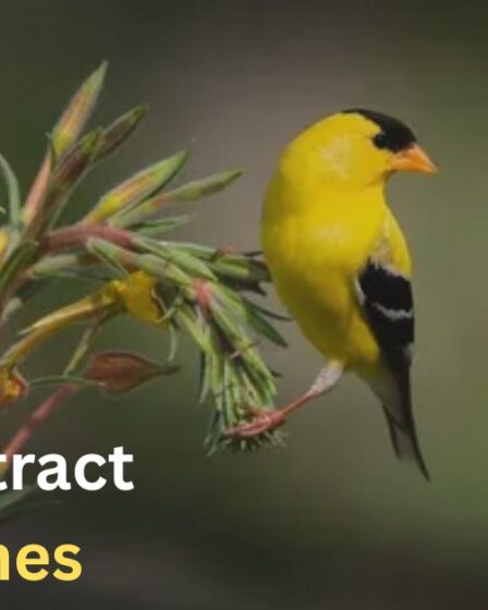 How to attract goldfinches