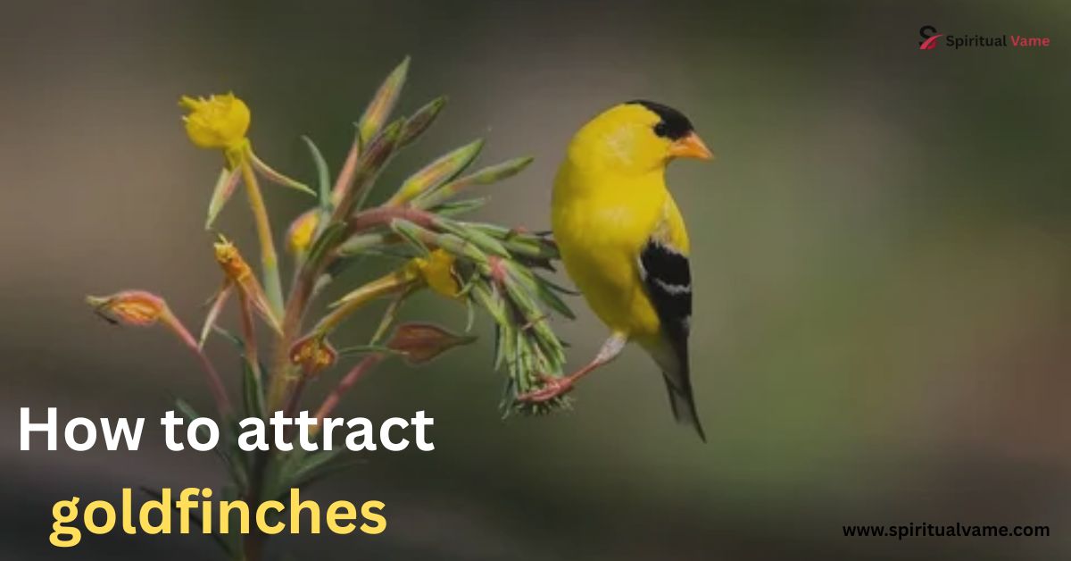How to attract goldfinches