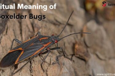 Boxelder Bugs Spiritual Meaning