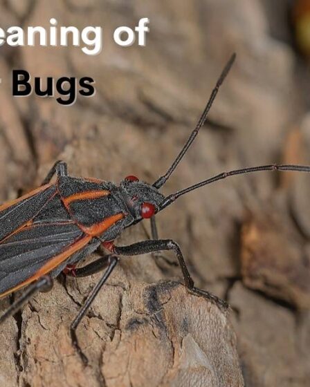 Boxelder Bugs Spiritual Meaning