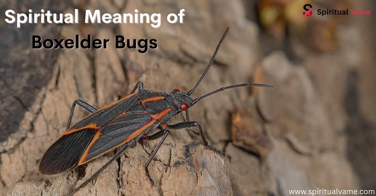 Boxelder Bugs Spiritual Meaning