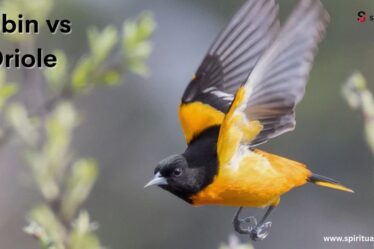 Robin vs Oriole