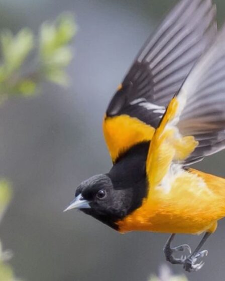 Robin vs Oriole