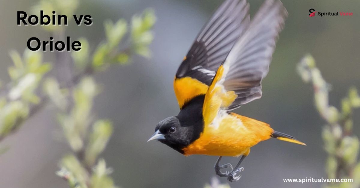 Robin vs Oriole