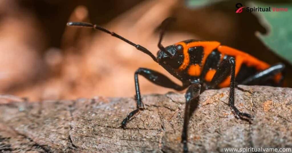 Physical Characteristics of Boxelder Bug