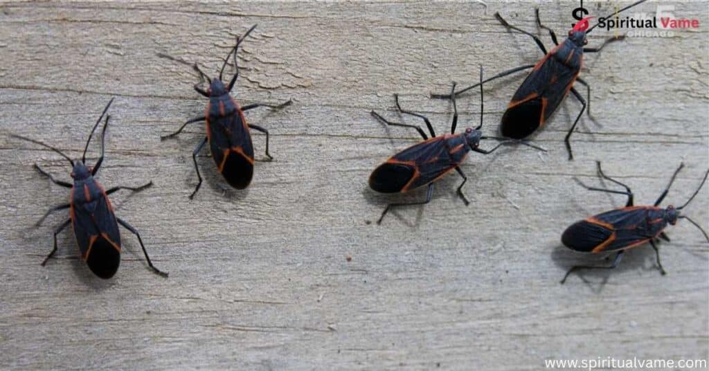 The Boxelder Bug Spiritual Significance