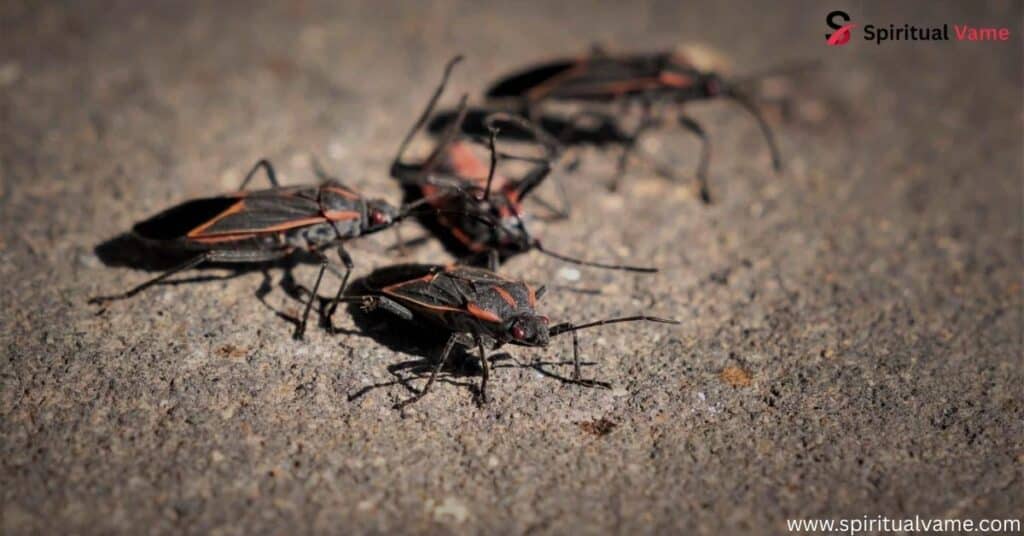 The Boxelder Bug in Modern Spirituality
