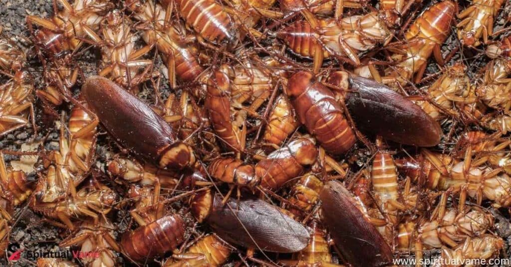 Spiritual Meaning of Cockroaches