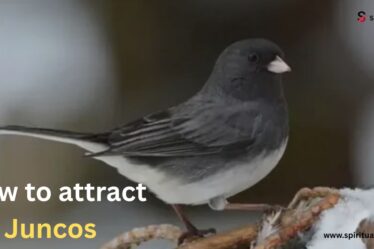 How to attract juncos