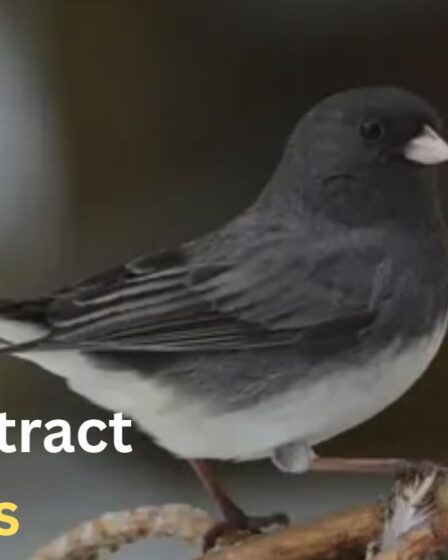 How to attract juncos