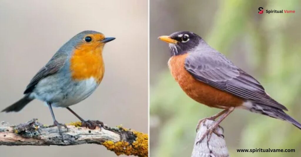 Comparing American Robin vs Oriole