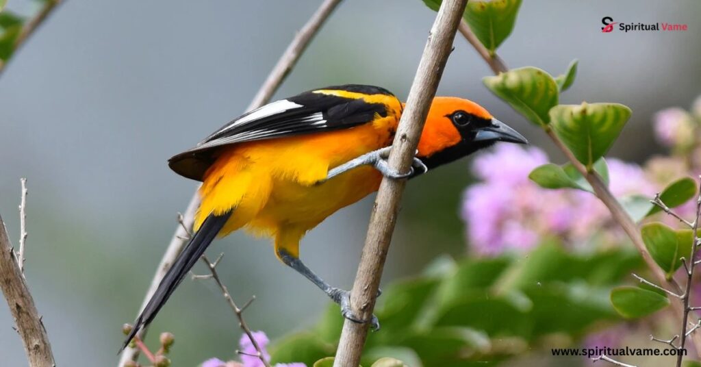 American Robin vs Oriole| Size and Shape