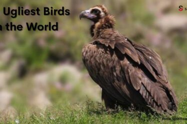 The Ugliest Birds in the World