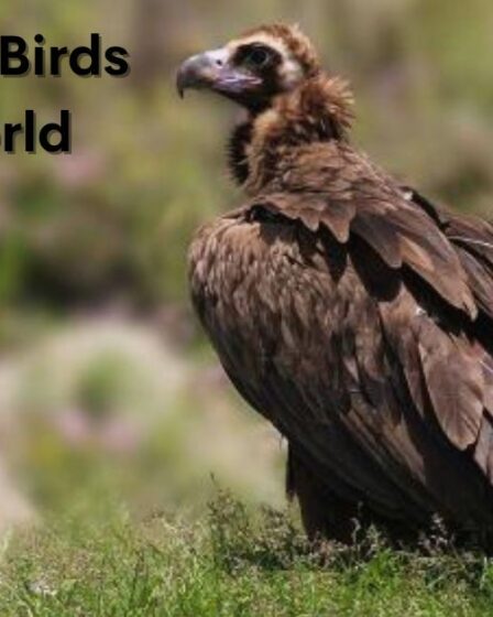 The Ugliest Birds in the World
